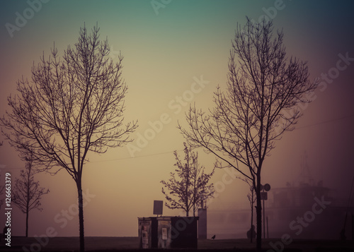 Trees on a foggy day