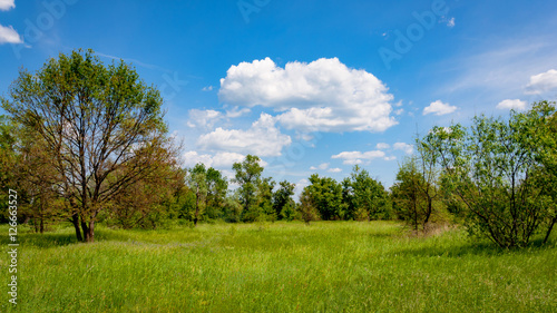 green meadow in steppe