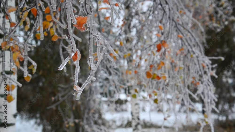 Birch leaves are covered with ice after rain in winter Birch leaves are covered with ice after rain in winter
