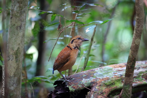 Giant Pitta (Hydrornis caeruleus) in Sabah, Borneo, Malaysia

 photo