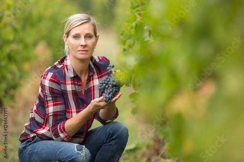 Canvas Print winegrower woman harvesting