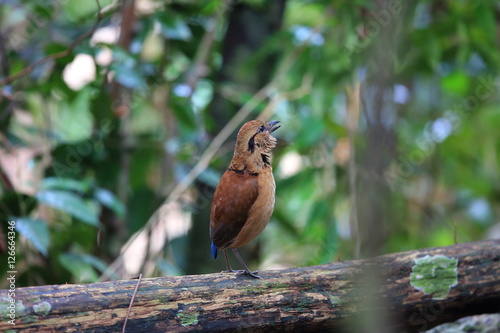 Giant Pitta (Hydrornis caeruleus) in Sabah, Borneo, Malaysia
 photo