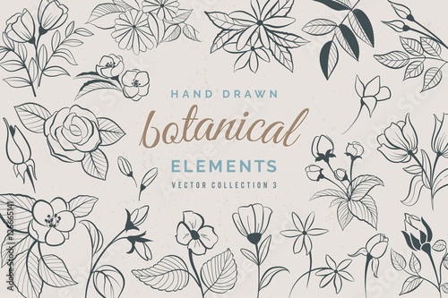 Botanical Hand Drawn Elements