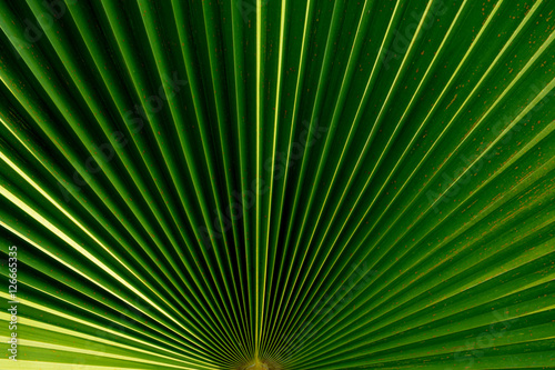 Texture of Palm leaves  background.