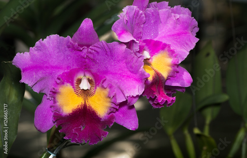 beautiful pink cattleya orchid flower