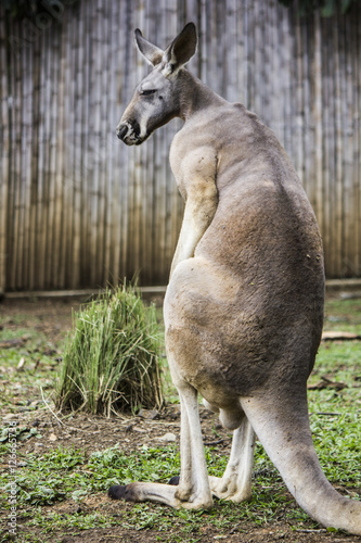 kangaroo photo