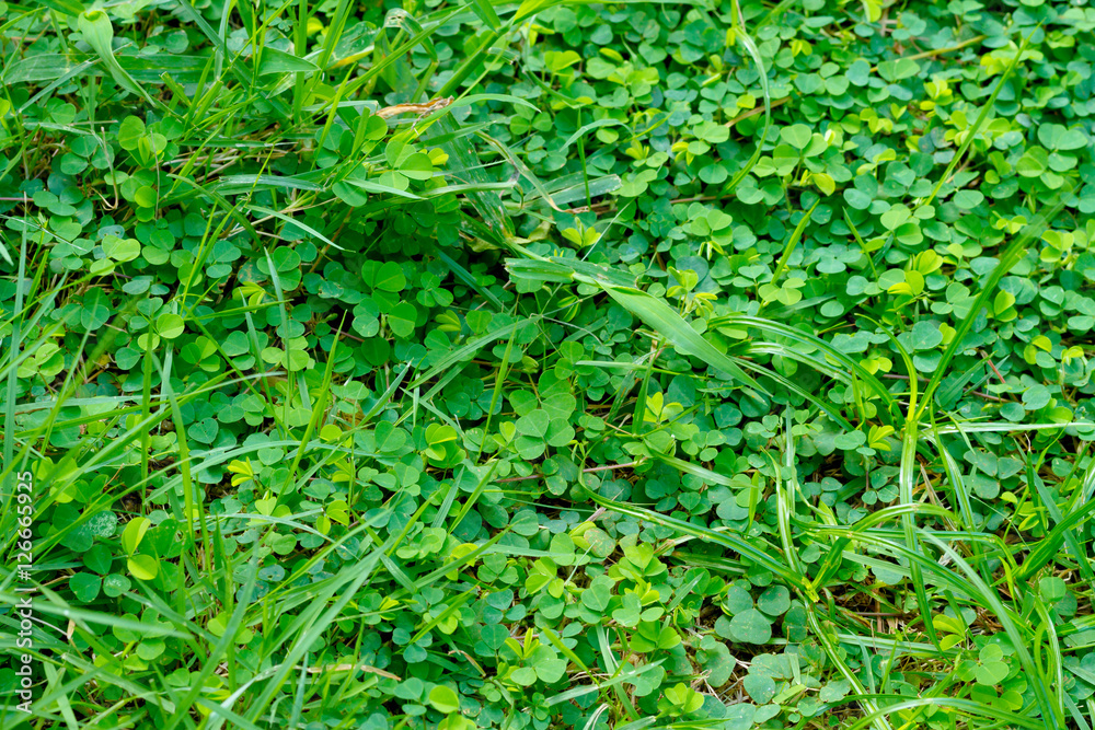green grass background green grass background