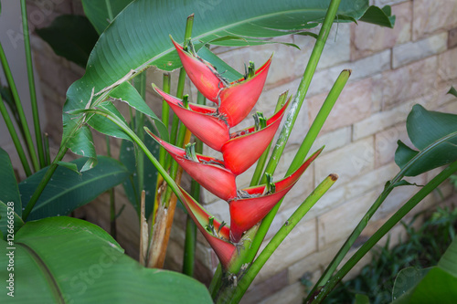 Heliconia latispatha
