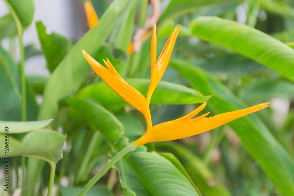 Obraz premium Heliconia latispatha