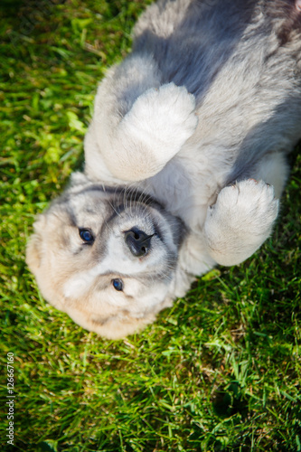 Puppy lying on the grass, face closeup