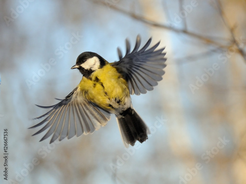 Flying Great Tit in bright autumn day © Victor Tyakht