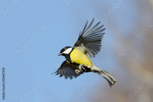 Flying Great Tit in bright autumn day © Victor Tyakht