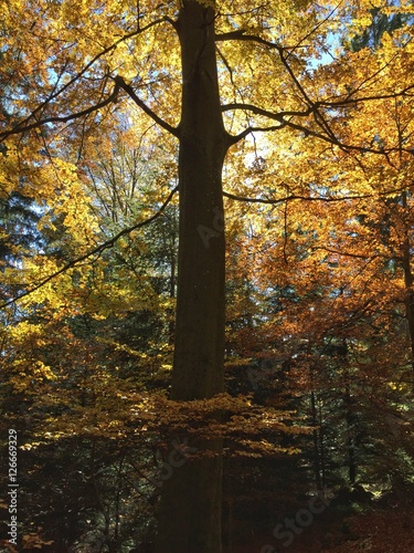 Baum mit bunt gef  rbten Bl  ttern und Sonnen-Schattenspiel 