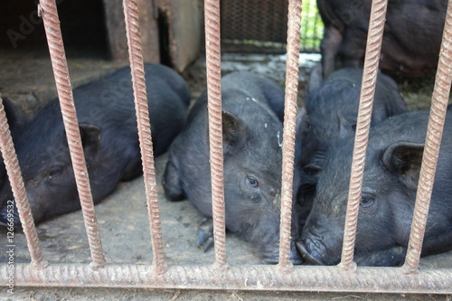black piglet in cage of pig farming photo