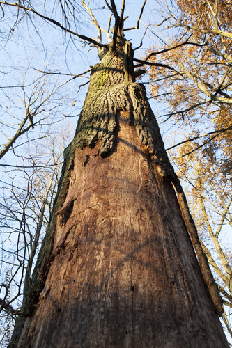 Cracked bark of the oak tree in the forest.