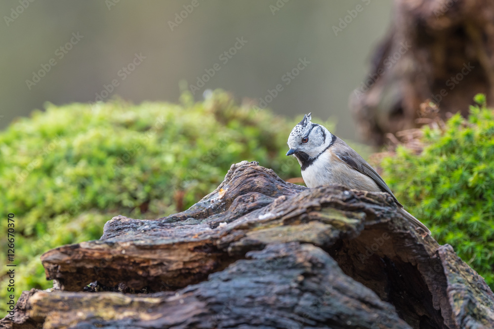 Obraz premium European crested tit