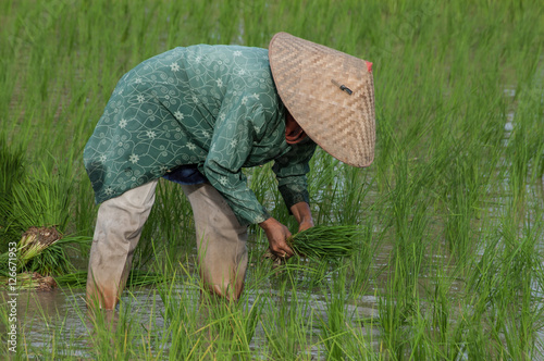 Woman plants rice in Aceh province, Indonesia