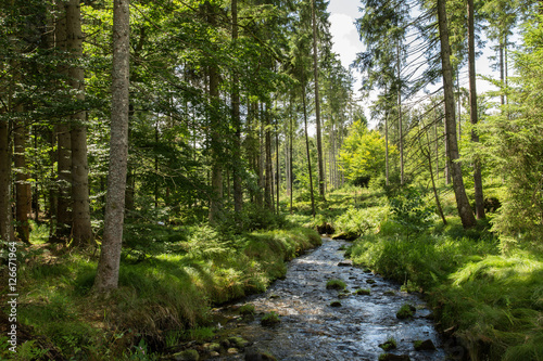 Pommerbach; Bayerischer Wald, Sommer