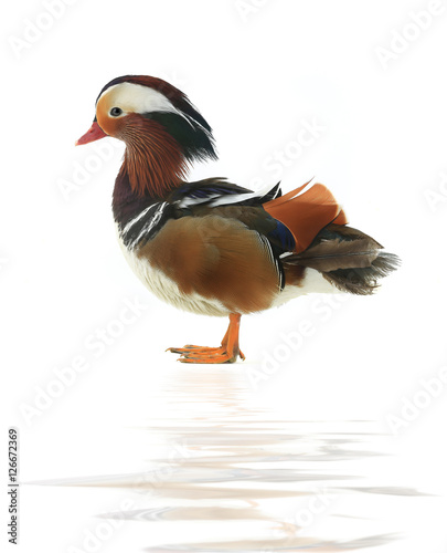 male mandarin duck
