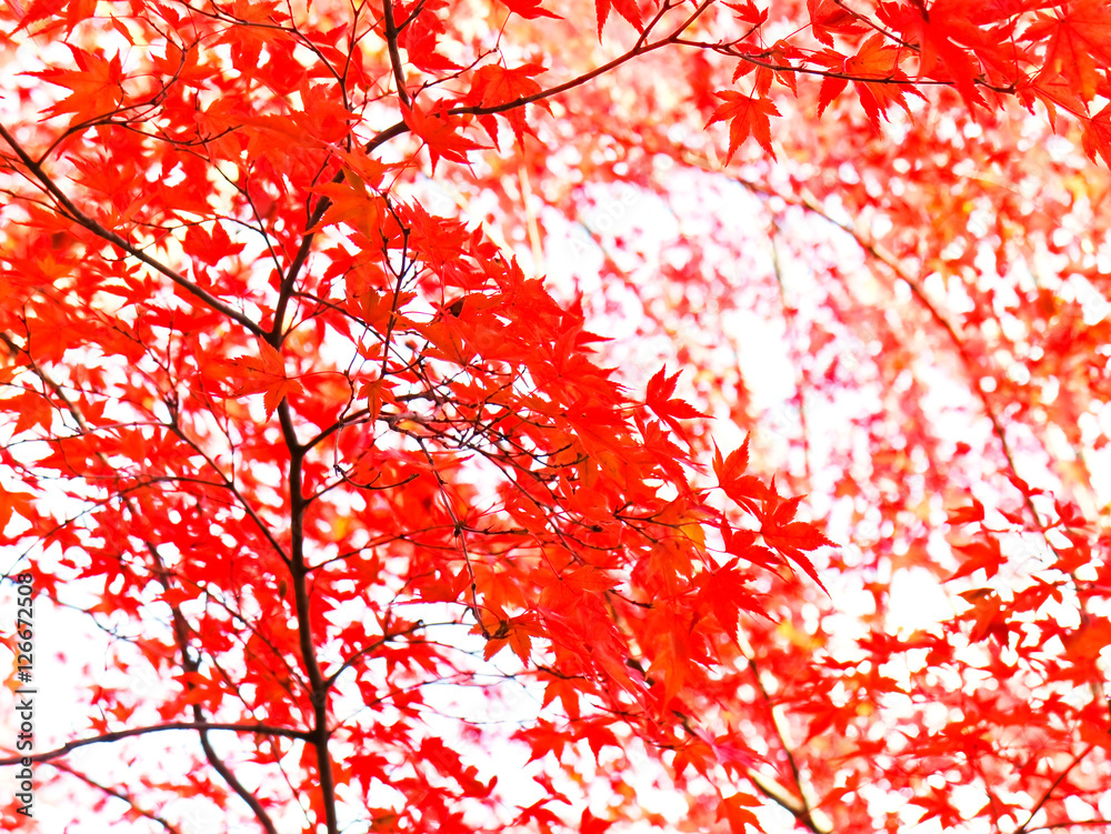 View of colorful autumn foliage in the Japanese garden in Kyoto, Japan.