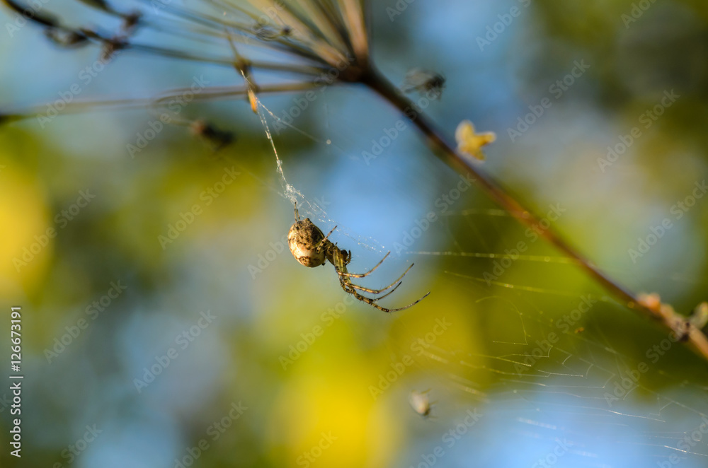 Forest spider in the center of its web Forest spider in the center of its web