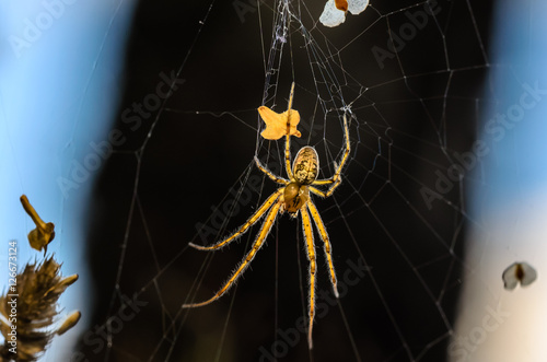 Forest spider in the center of its web photo
