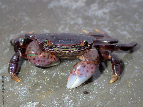 Crab, macro