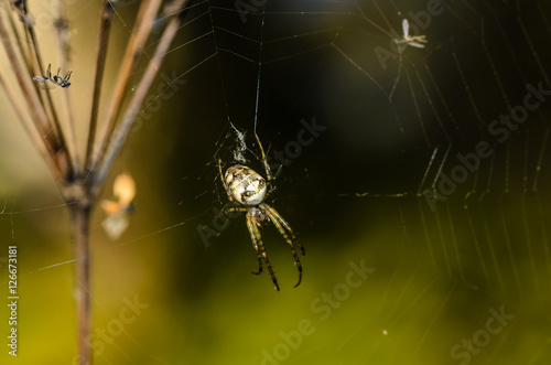 Forest spider in the center of its web