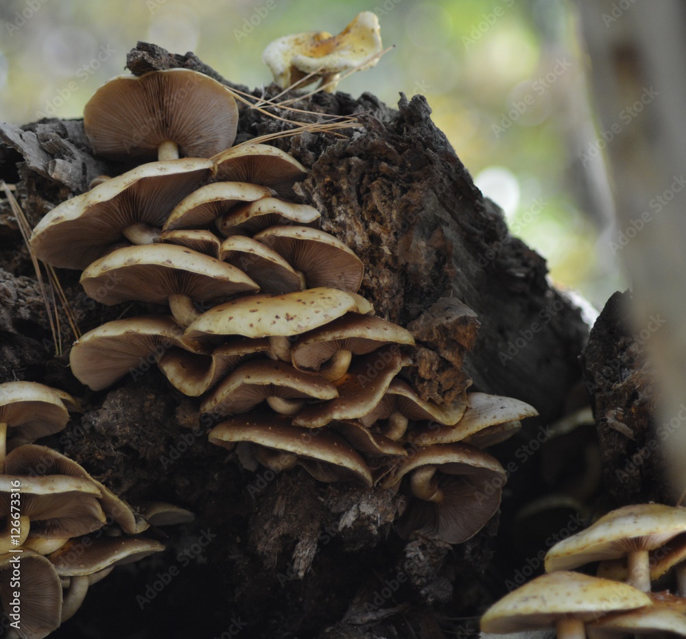 Fungus growing on tree 