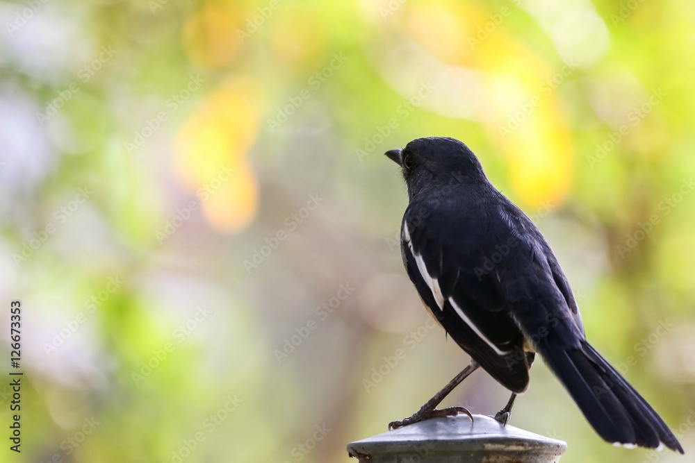Oriental magpie robin (Female)
