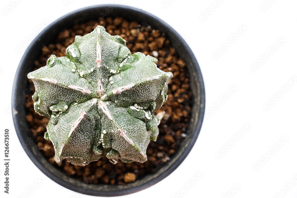 Star Cactus (Astrophytum Myriostigma cv. Fukuryu)