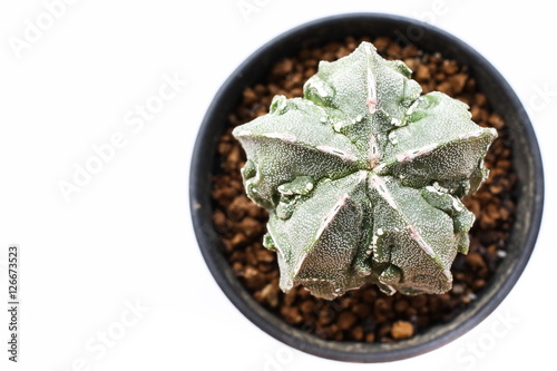 Obraz na płótnie Star Cactus (Astrophytum Myriostigma cv. Fukuryu) w salonie