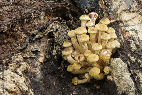 Armillaria mellea Honey Fungus