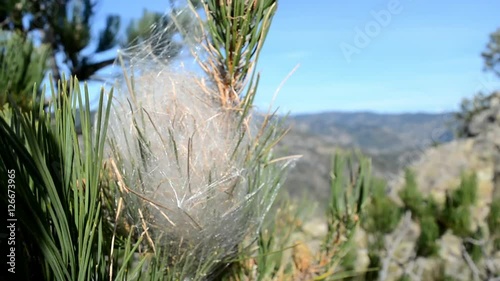 Nido di processionaria del pino. photo