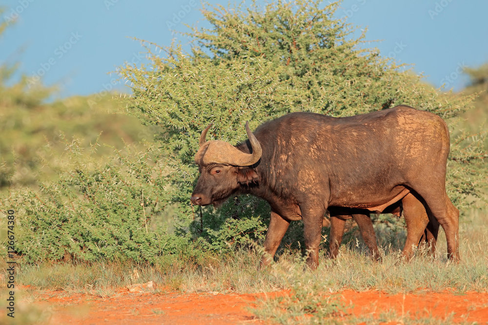 Obraz premium An African buffalo (Syncerus caffer) in natural habitat, Mokala National park, South Africa.