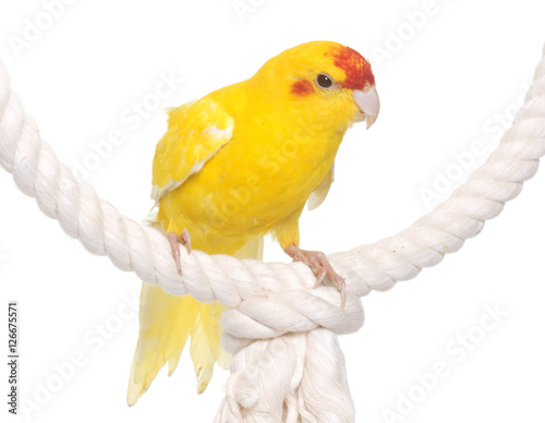  Red-fronted Kakariki parakeet