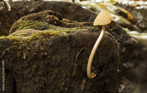 Oudemansiella radicata syn Xerula radicata, Rooting shank Fungi. photo