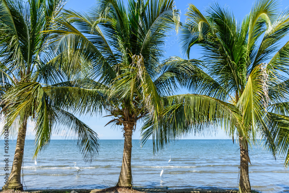 Obraz premium Coconut palms on Caribbean beach, Guatemala