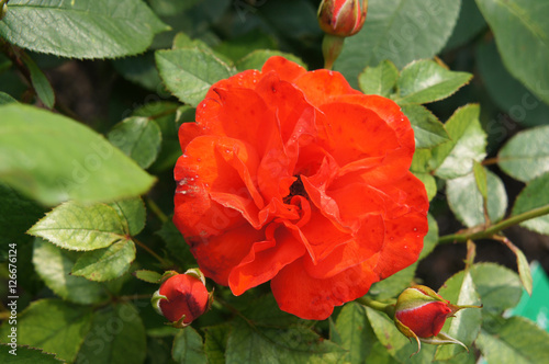 Red rose head in the garden 