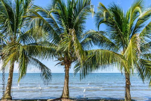 Fototapeta Naklejka Na Ścianę i Meble -  Coconut palms on Caribbean beach, Guatemala