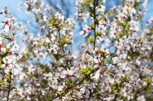 Blossoming cherry tree white flowers on sky background