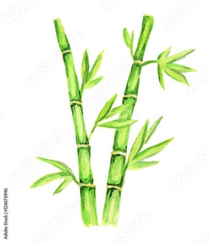 Isolated watercolor bamboo. Tropical exotic asian tree for decoration.
