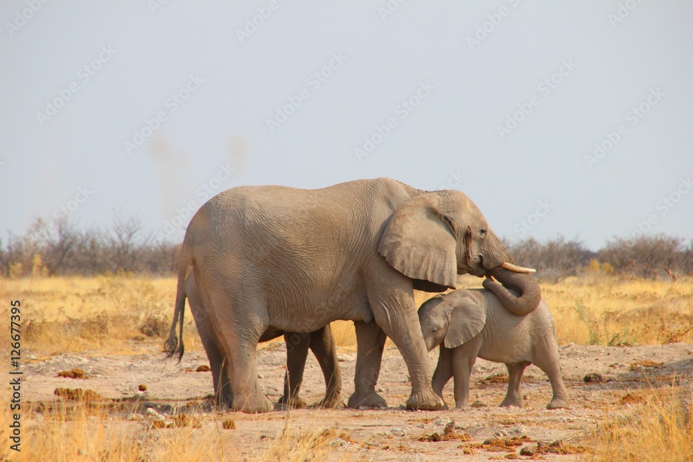 Fototapeta premium Elefantenfamilie
