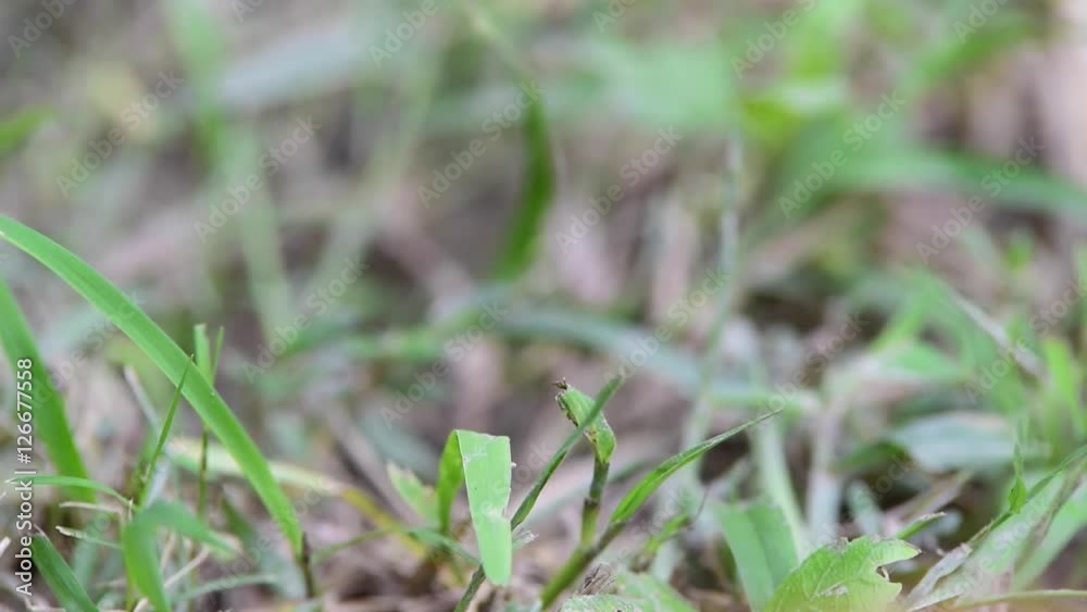 Movement of a dragonfly on the grass Movement of a dragonfly on the grass