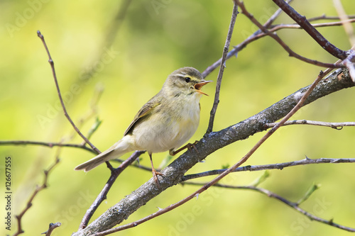  bird of the Warbler singing among the young green foliage in early spring