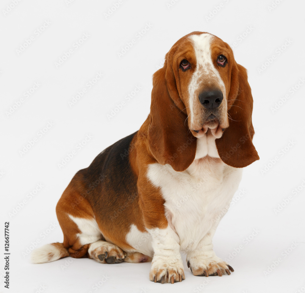 Dog, basset hound, isolated 