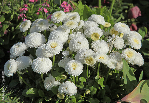 Fototapeta Naklejka Na Ścianę i Meble -  Pâquerette bellis perennis blanche