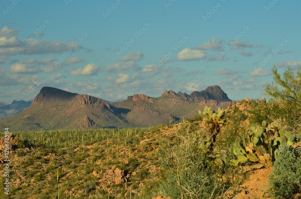 Saguarro National Park, Arizona