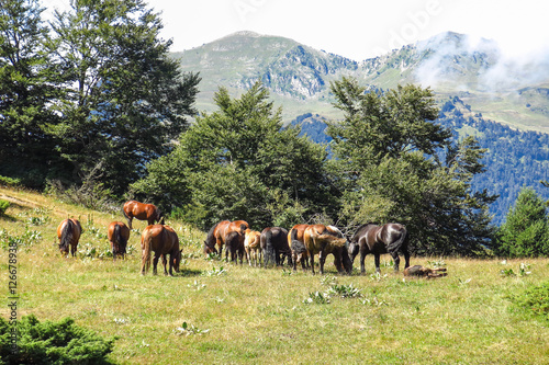 Wild horses in Aran valley in the Catalan Pyrenees, Spain