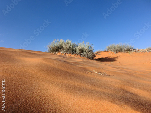 Sand dune with shrubs landscape